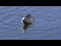 Eurasian Coot