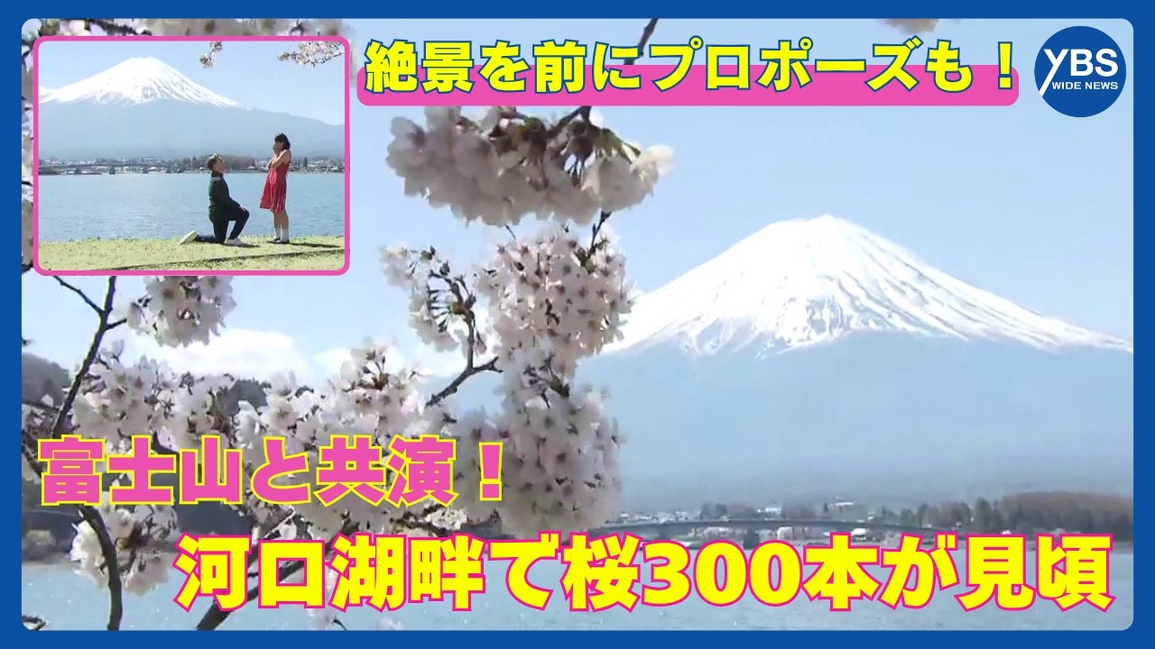 A collaboration with Mount Fuji! 300 cherry trees in full bloom