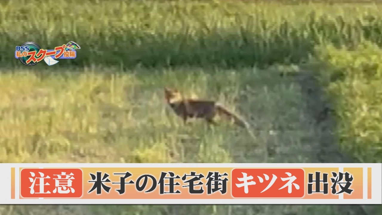 なぜ？住宅街に「キツネ」出没…過去にはドッグランに現れたことも　背景にあるのは？　可愛いけれど“感染症の運び屋”