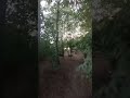 Walking in the forest #2