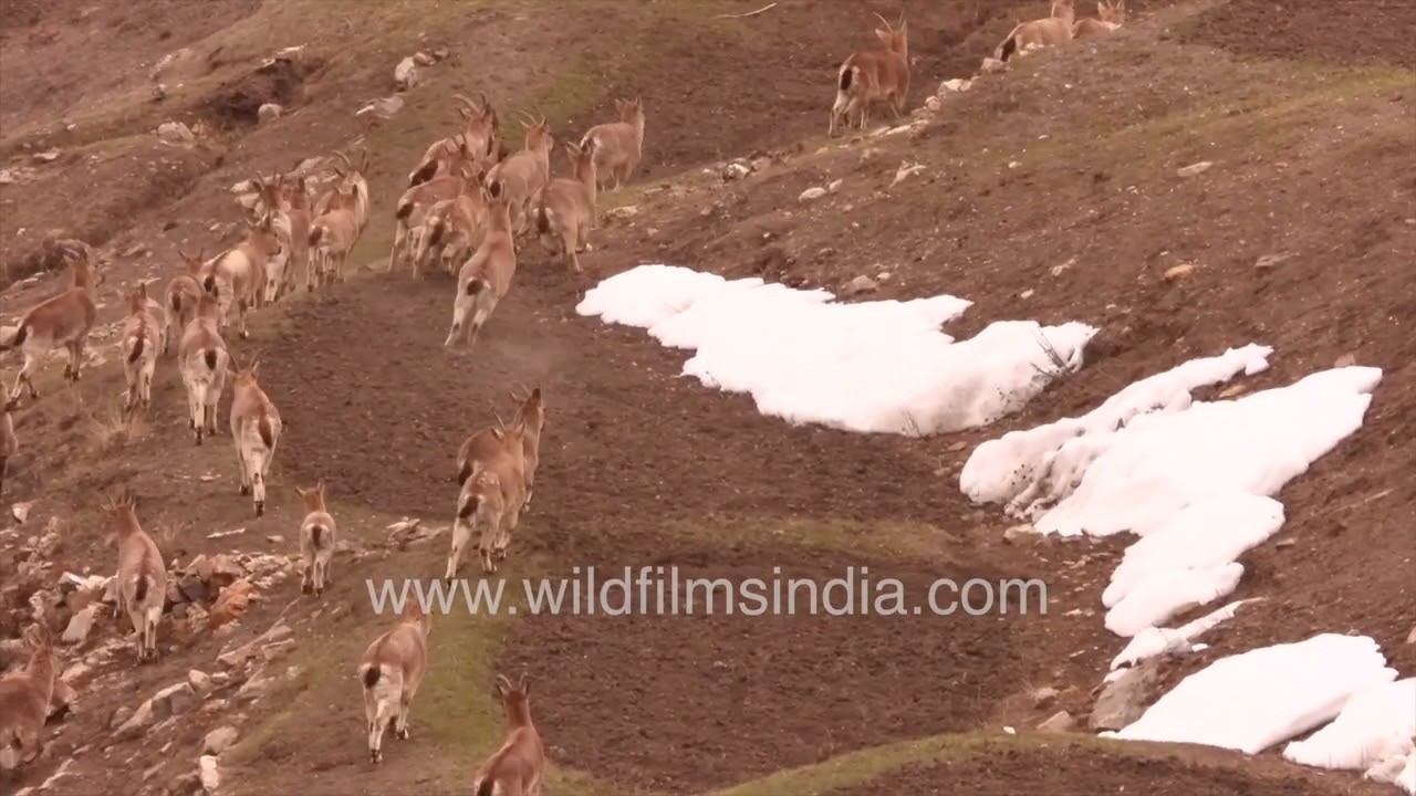 Ibex and Himalayan Blue Sheep or Bharal mixed herd forages on dry winter grass in Spiti, Himachal