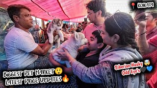 Cheap Price Dog In Kolkata | Gallif Street Pet Market Kolkata | Recent Dog Puppy Price Update | Dogs by Curious Calcutta 888 views 2 months ago 16 minutes