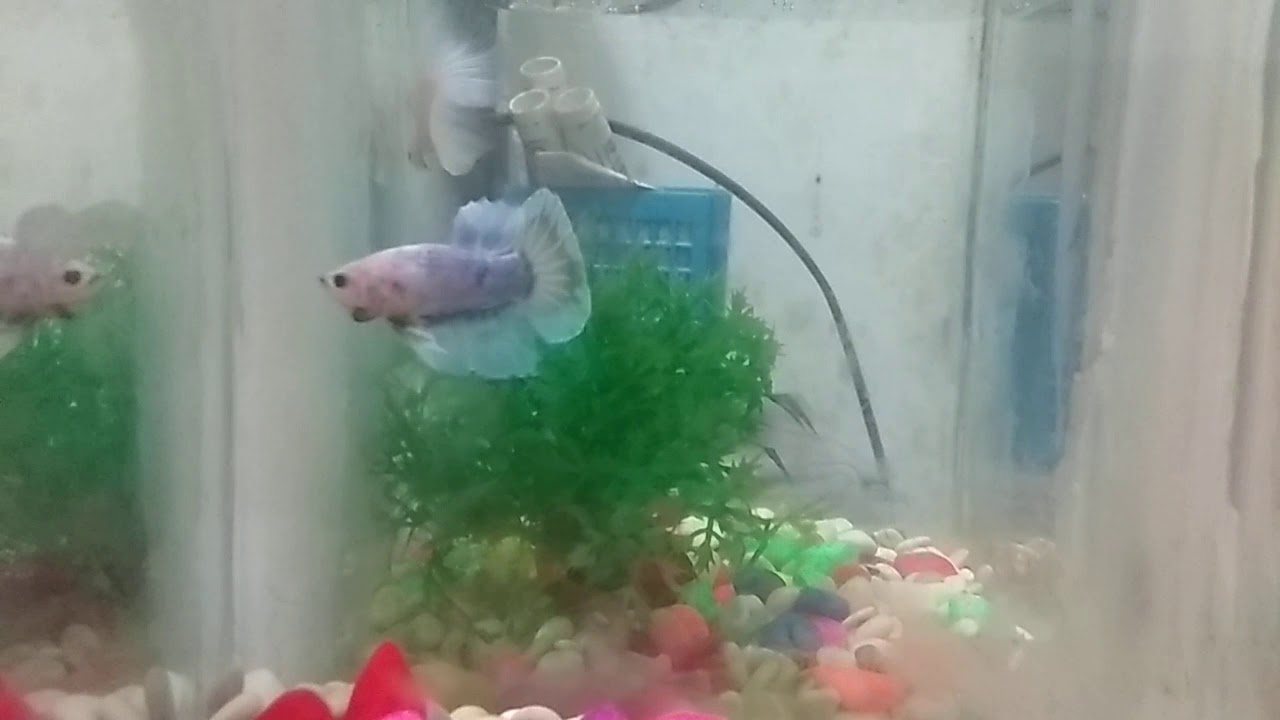 Cupang halfmoon(1) 