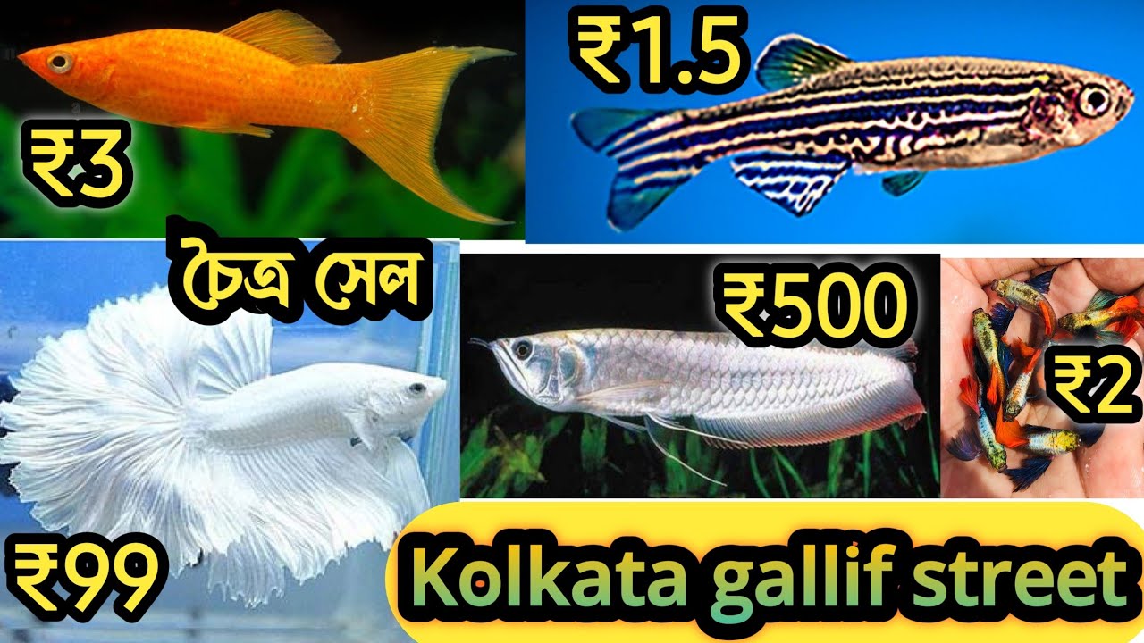 Kolkata gallif street/Aquarium fish/Arowanafish/Kolkata fish market