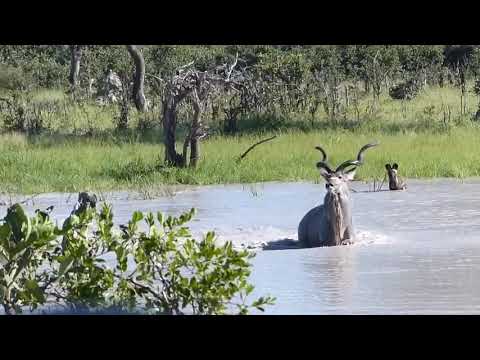 Kudu and Wild Dogs