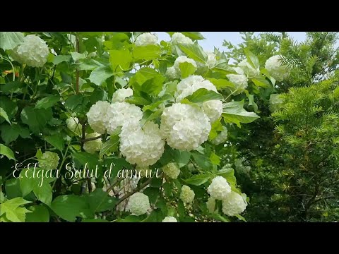 E.Elgar - Salut d'amour, Op.12 ㅣ사랑의 인사 ㅣ음악회 of Sun_mool ㅣ피아노 박은희, 첼로 오지현 ㅣ아름다운 정원, 좋은 글귀, 듣기좋은 클래식