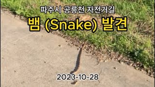 파주시 공릉천 자전길 뱀(Snake) 발견 영상