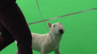 Miniature Bull Terrier Lafenice Joey Tribiani