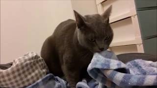 いつもは怖い灰色猫の布団ふみふみ（2:25～　おまけ映像が入ってます)