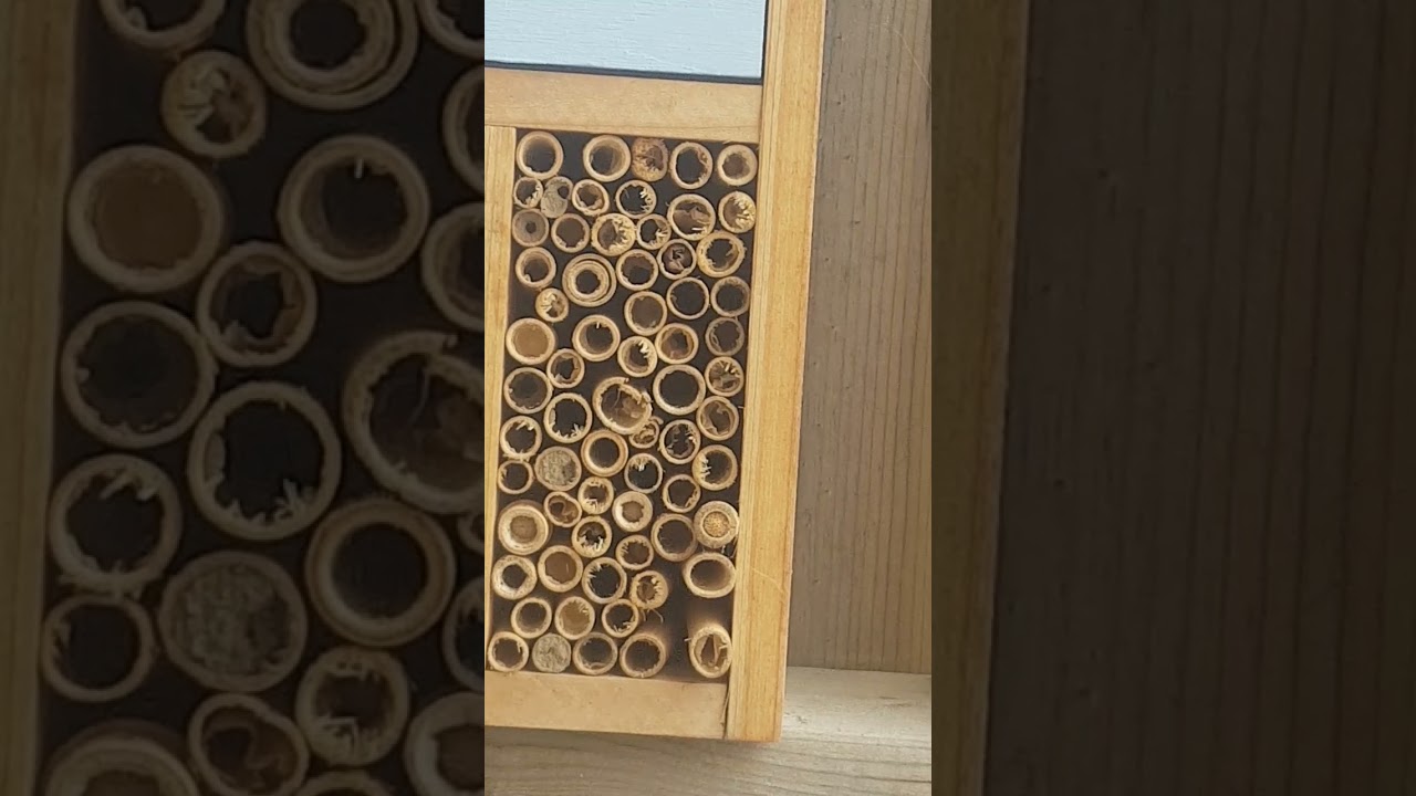 Steady traffic flow in and out of the bee hotel