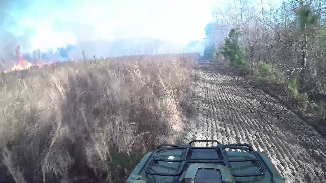 Prescribed Burn to Remove Invading Loblolly Pine