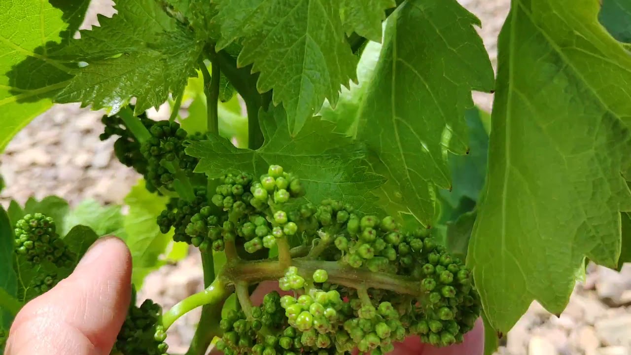 Mildiu vid en racimo, formación en S