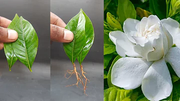 How to grow Parijatham plant from leaf cutting _ gandharaj flower