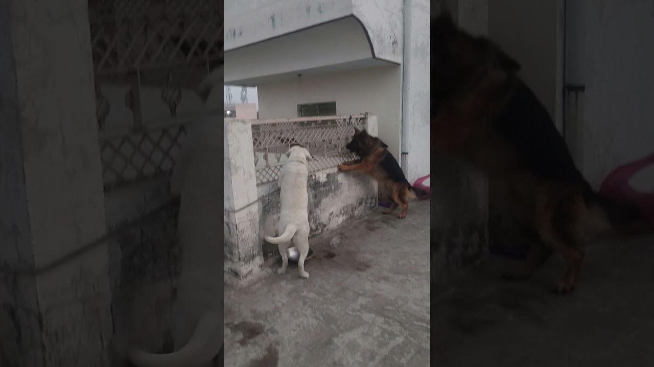 Request animals don't use chines maanza 