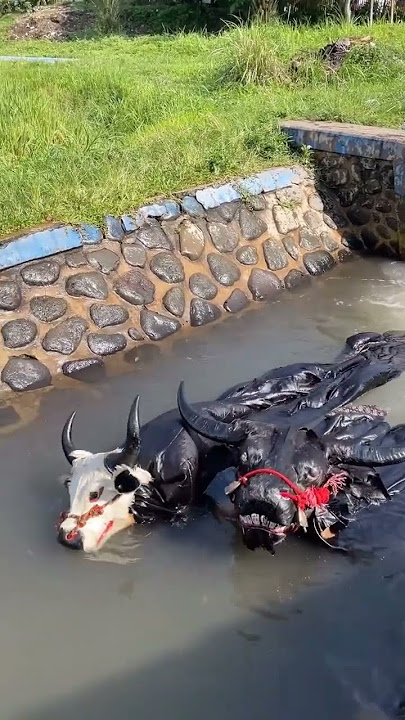 BANTENGAN MAHESO LUDRO TERNYATA AMFIBI #viral #bantengan #banteng #shortvideo #bantenganindonesia