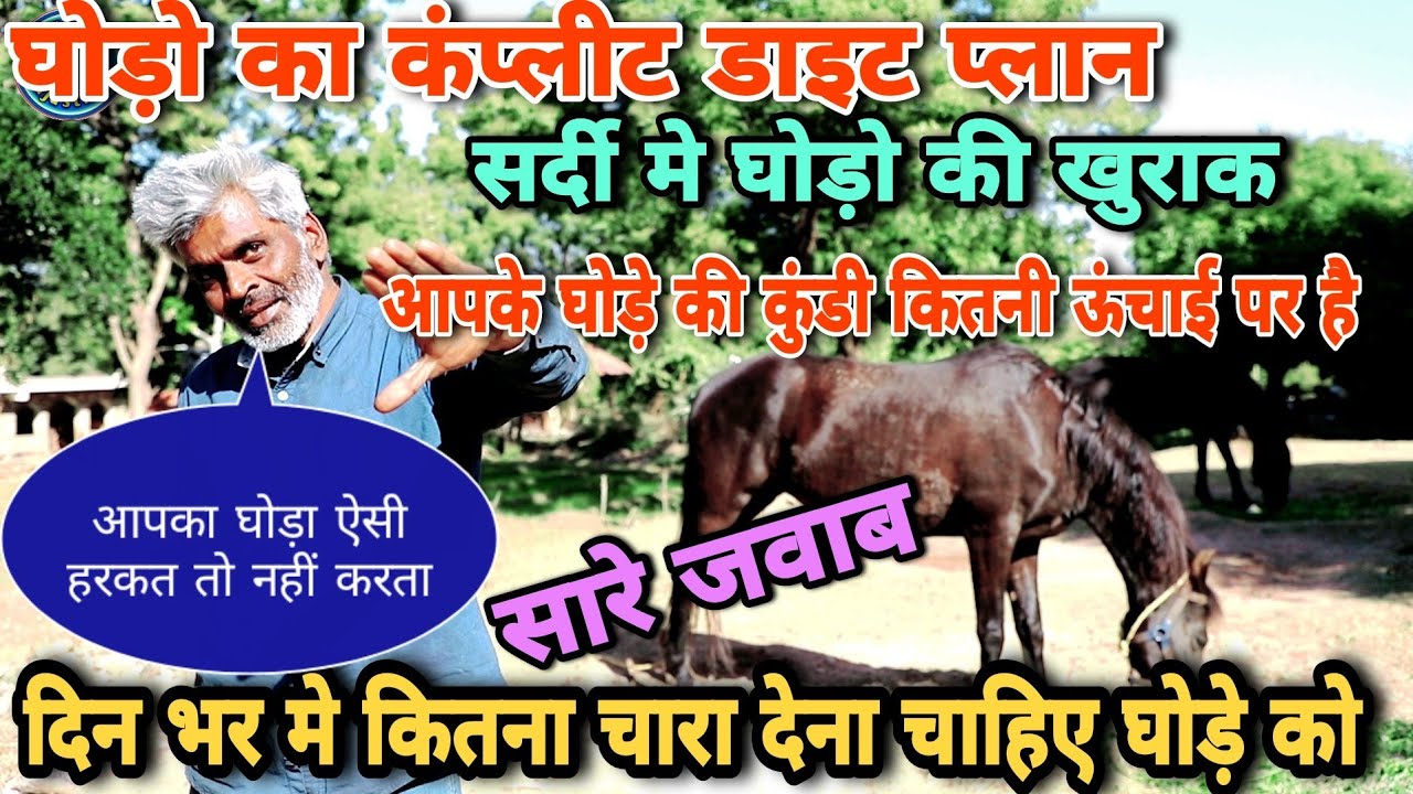 सारे सवालों का जवाब एक साथ | दिनेश जी ने बताया घोड़ों का डाइट प्लान  Horse Feed | Horse diet plan
