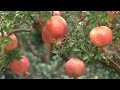 Pomegranates drive industrial revitalization in east China&#39;s Zaozhuang