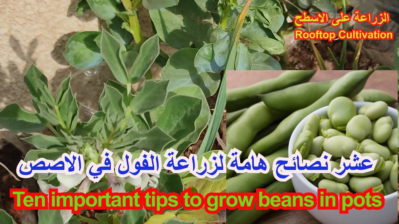 عشر نصائح هامة لزراعة الفول في الاصص Ten important tips to grow beans ...