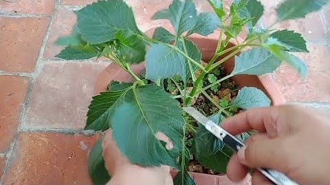 Cắt Ngọn Cây Hoa Thược Để Tạo Thành Cây Thân Bụi Cho Hoa Nở Vào Dịp Tết 2023