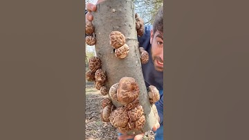 Growing Shiitake Mushrooms on Logs 🍄🪵