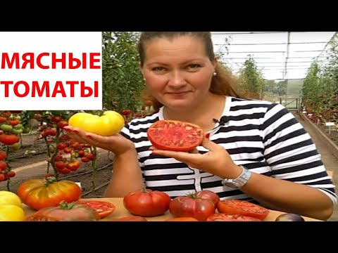 ГОВЯДИНА С КУСТА! ЧЕТЫРЕ БЕСПОДОБНЫХ САХАРНЫХ МЯСНЫХ ТОМАТА.