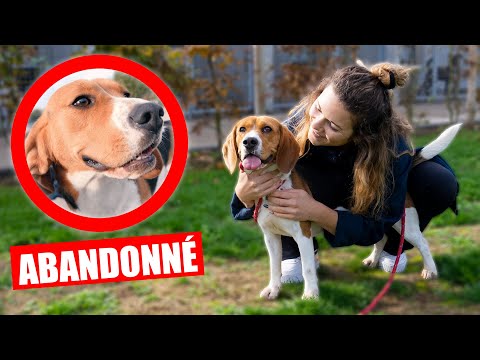 Vidéo: Partagez s'il vous plait! Événement d’adoption GRATUIT GRATUIT pour les chiens sauvés du refuge pour animaux du comté de Lawrence