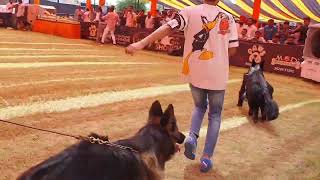 german shepherd  ring Jaipur dog show 2023 by Dog baba Lucky dagar 569 views 6 months ago 10 minutes, 18 seconds