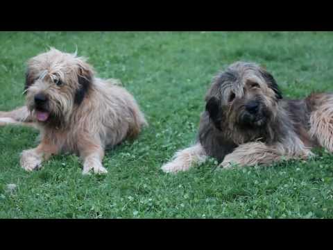 UNE VIE DE CHIEN ! (L. Van Beethoven - Alegro Rondo)