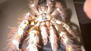 Poecilotheria Ornata