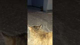 Кошачье Знакомство