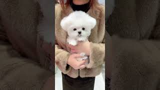 When The Temperature Has Cooled Down, Can You Give Me Your Cotton-Padded Jacket? Cute Pets Have Bec