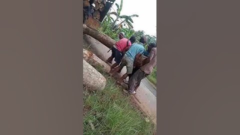 kecelakaan tukang tebang kayu.