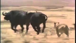 Bufalo Sürüsü Ve Aslanlar