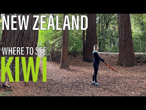 Wideo: Gdzie znaleźć ptaka kiwi w Nowej Zelandii
