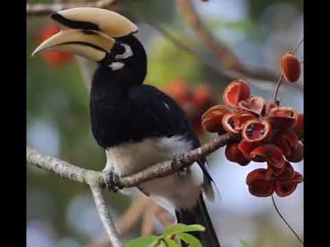 طائر البوقير واحد من اجمل الطيور