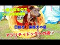 捨て犬だってやればできる‼︎ アジリティが出来るようになるまで！【アジリティ】