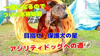 捨て犬だってやればできる‼︎ アジリティが出来るようになるまで！【アジリティ】