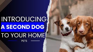Double the Love: Introducing a Second Dog to Your Home - The Harmony of Canine Companions #doglovers by A dogsy 210 views 9 months ago 7 minutes, 29 seconds