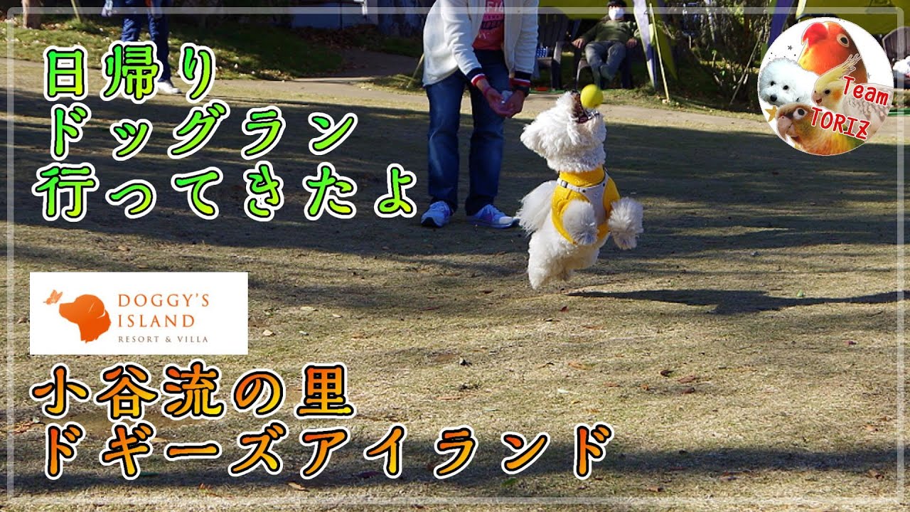 ★【ドギーズアイランド】ボールを追いかけ飛行犬撮影に挑戦!! 特大ステッカーも注文！ビションフリーゼ そらと日帰りドッグラン行ってきたよ【千葉県 小谷流の里】★bichon frise Sora
