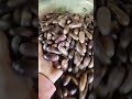 ماذا تسموه في بلدكم في المغرب البلوط Shorts بلوط 