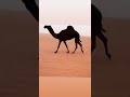فيديو لبل فيديو لبل