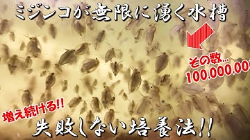 ミジンコ繁殖 Youtube
