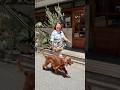 【大型犬】陽気なアイリッシュセター撮ってみた