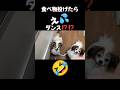 食べ物投げたら え💦ダンス⁉️#面白い#面白#面白動画#面白い犬#おもしろ#おもしろい#おもしろ動画#パピヨン#犬#犬のいる暮らし#犬との暮らし#犬のいる生活#いぬ#いぬのいる生活#いぬのきもち