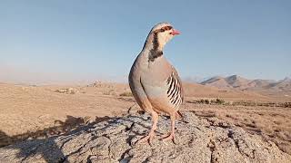                                                                      سمعها