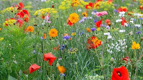 Quelles sont les fleurs de prairie ?