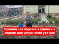 Обрезка клубники в апреле для увеличения завязей и урожая// Уход за клубникой весной