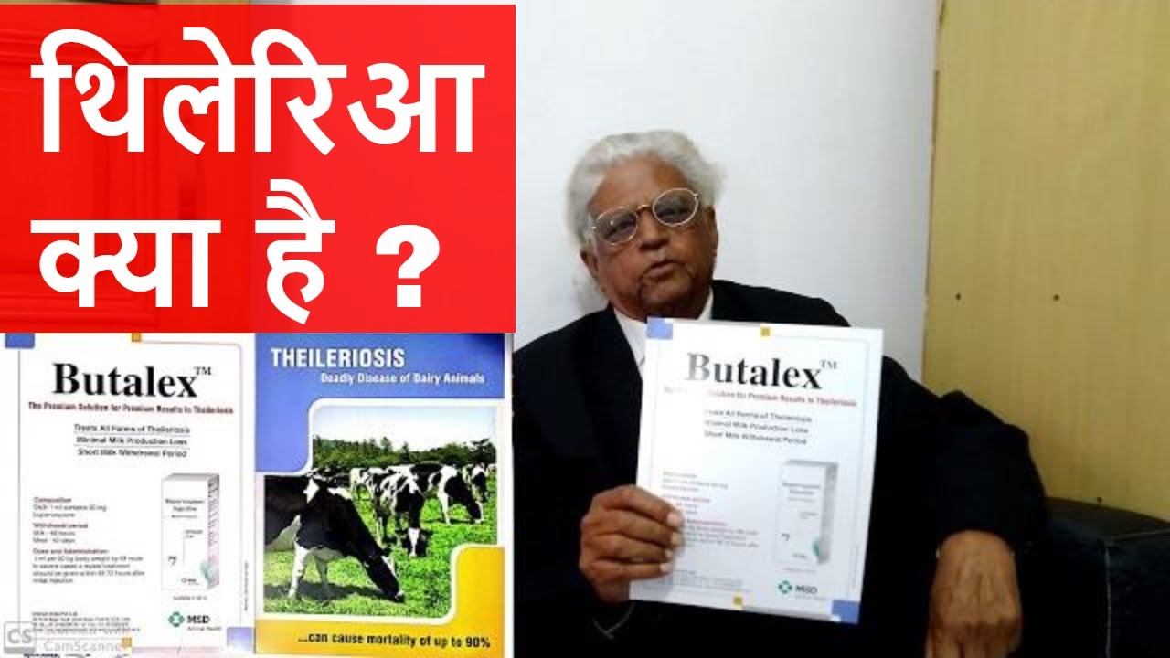 थिलेरिआ क्या होता है ? तथा इसका इलाज। Theileria and it's Treatment | Theileriosis Medicine |