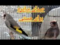 صدای سایره پیت پیتک برای مستی صدای سهره ماده برای تخریک کردن سهره نر سایره مست کردن mp3