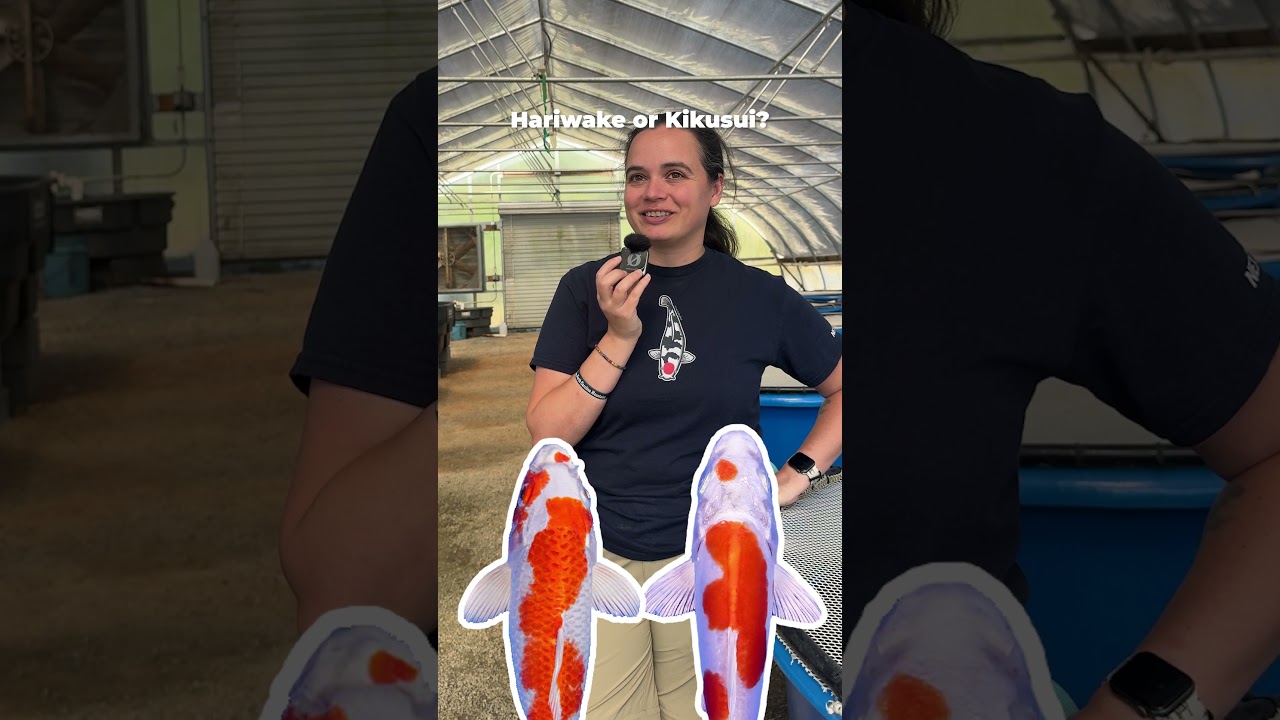 Which Koi Will Win? Koi Variety Showdown! | NextDayKoi #koi #fish #challenge #funny #game